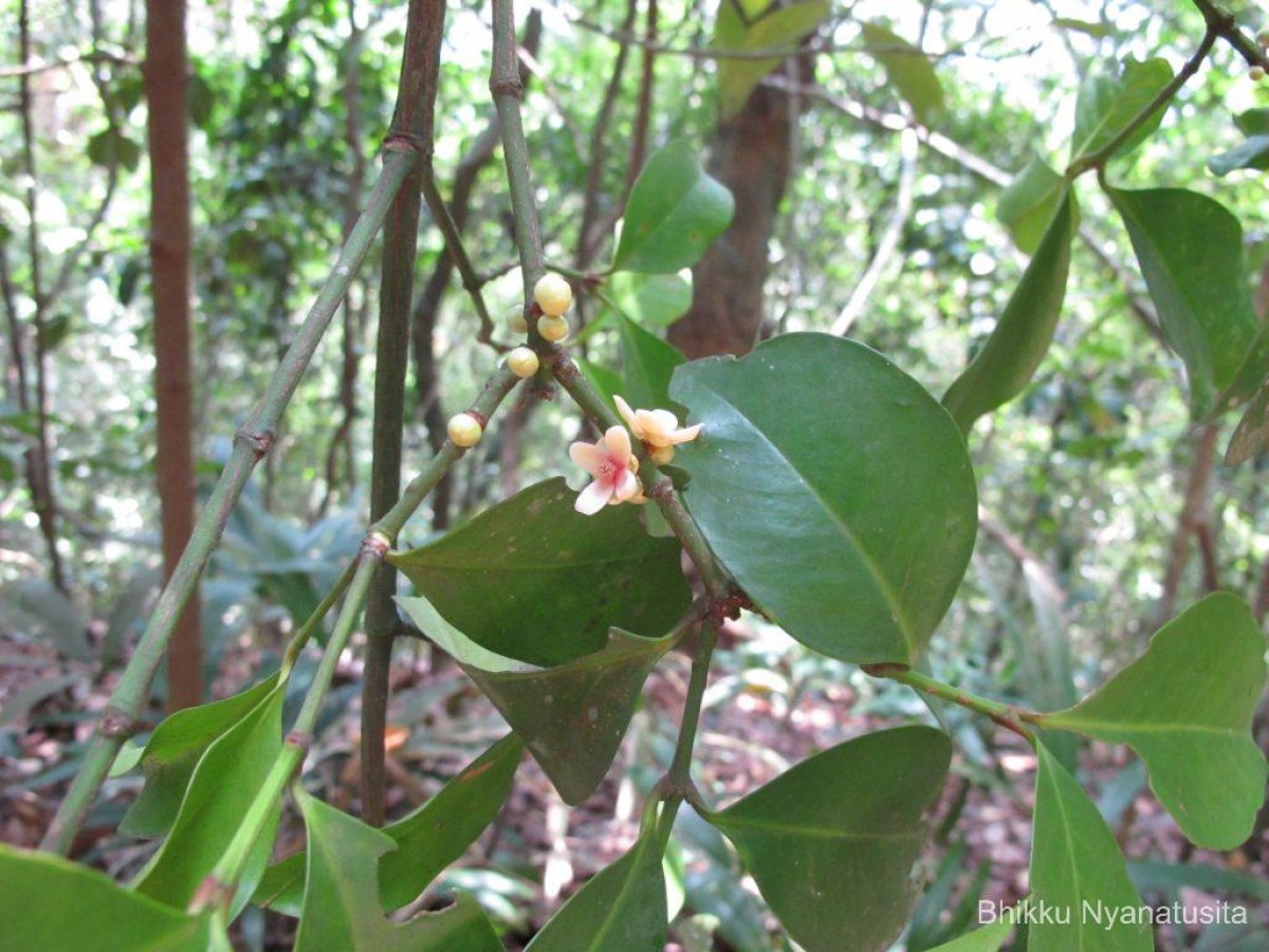 Garcinia cambogioides (Murray) Headland